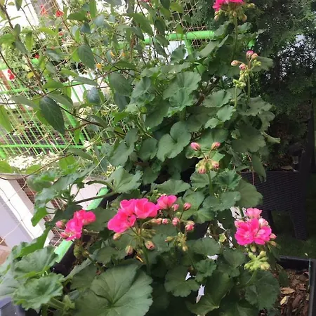 Apartment Garden Main Square